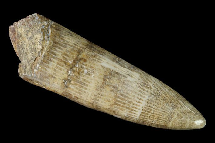 Polished Fossil Horn Coral - Morocco #142677